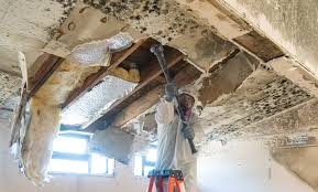 Upper Sandusky, OH Mold Removal Services Company